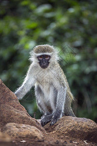 在非洲南部的Kruge公园里有天然背景的动脉猴子非洲南部的ceropitheda杂草动物家庭在Kruge公园里有动脉猴子图片
