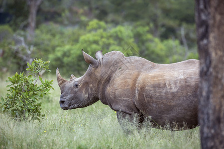 南部非洲Kruge公园绿草原的南部白犀牛肖像南部非洲Kruge公园的南部白犀牛家庭南部非洲Kruge公园的南部白犀牛图片