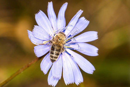 野生香花上的蜜蜂图片