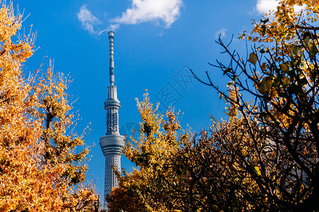 2018年日本东京东京星际天塔高升起与清蓝的天空对立图片