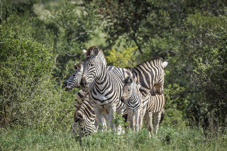 非洲南部Kruge公园绿草原上的斑马图片