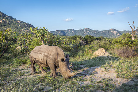 南部非洲Kruge公园山景中的南部白犀牛非洲Kruge公园中的南部白犀牛非洲Kruge公园中的南部白犀牛图片