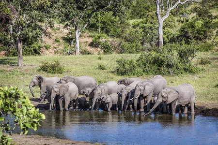非洲灌木大象在南非洲Kruge公园的水井中饮大象的非洲家庭图片