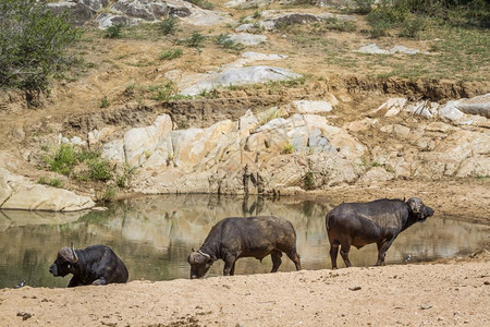 3头非洲水牛沿南部Kruge公园的一个水井3头非洲牛南部Kruge公园3头非洲水牛南部图片