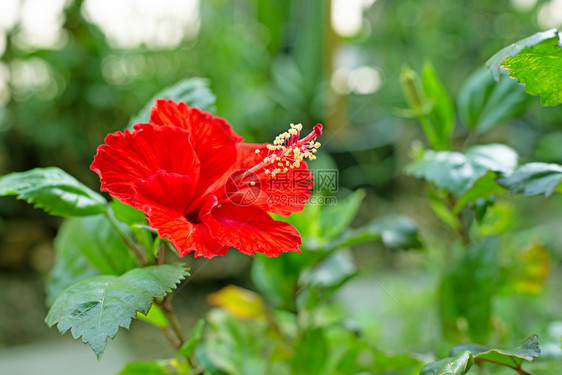 盛开的美丽红色花朵图片