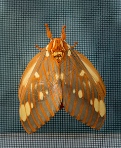 在西弗吉尼亚州一只被称为CitheroniaRegalis的大型帝王蛾降落在窗纱上的宏观图像大的帝王蛾或帝王城蛾落在窗纱上图片