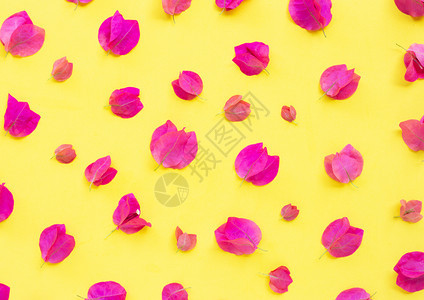 黄色背景上美丽的红布加维亚花朵顶部视图图片