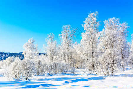 美丽的山地景观有蓝色天空和白冬季雪树图片