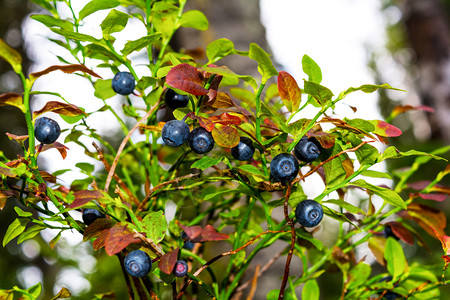 林蓝莓灌丛有成熟的浆果和绿红叶图片