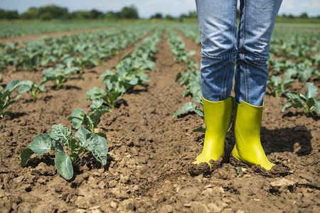 在卷心菜种植园穿着妇女靴子农夫的业概念图片