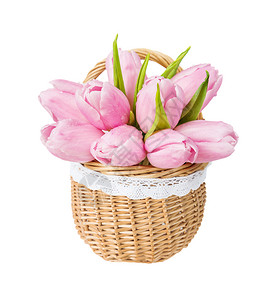 粉红色郁金香花束在天然柳条的结垂篮子装饰有白色花边孤立在白色背景上图片