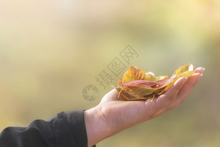 金色的秋天框架黄色落叶在阳光下手握着与复制空间一起坠落概念图片