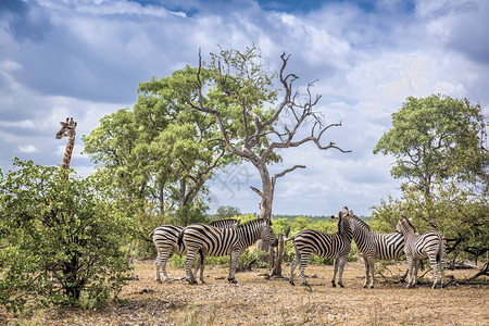 南非洲Kruge公园非洲南部Kruge公园的Speciqusigabncheli家庭图片