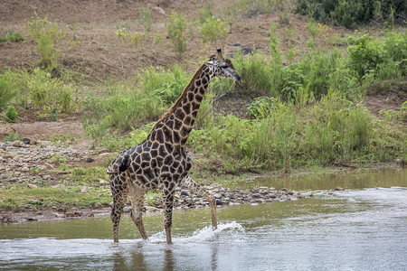 非洲南部Kruge公园的长颈鹿渡河非洲南部Kruge公园的长颈鹿庭非洲南部Kruge公园的长颈鹿图片