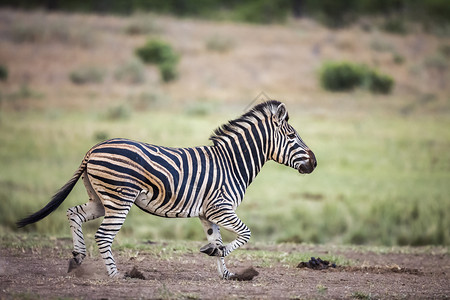 在非洲南部的Kruge公园运行的平原斑马非洲南部的Kruge公园中的平原斑马图片