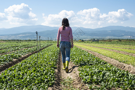 在菠菜田上行走的女绿靴子工业菜园里的农夫图片