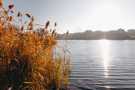 清晨美丽多彩的秋天湖阳光照秋天背景图片