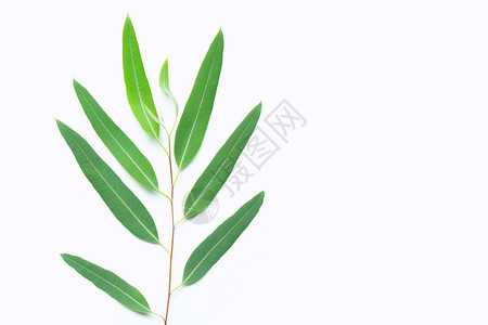 绿色eucalypts分支白色背景复制空间图片