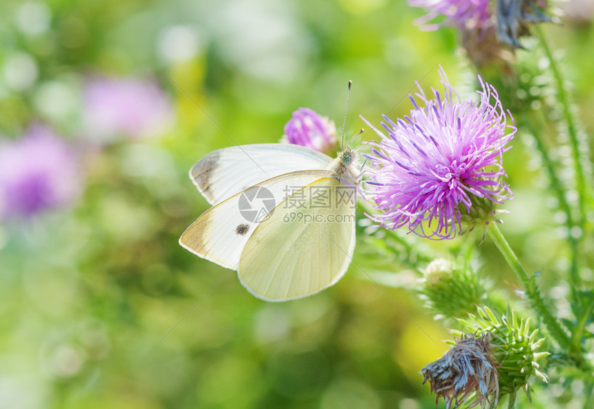 欧洲大型白卷心蝴蝶piersblogcae饮用夏季草地花朵中粉红色的蜜图片