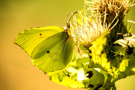 花上的褐石蝴蝶图片