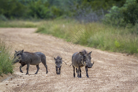 在非洲南部的Kruge公园中在野外游走的普通养猪家庭非洲南部的Kruge公园中普通养猪家庭图片