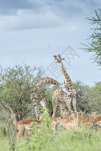 非洲南部Kruge公园的长颈鹿夫妇聚会和黑头鲸非洲南部Kruge公园的长颈鹿庭图片