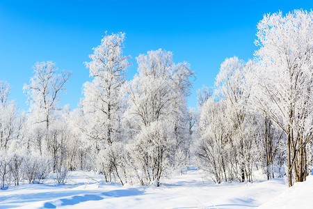 白冻树和蓝天空的冬日风景图片