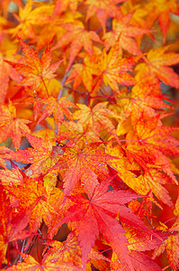 红色黄秋天7叶紧贴详细背景日本色彩多的季节变化概念自然景象壁纸图片