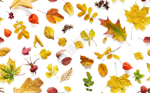 秋叶落的色彩多和明亮背景白如天衣无缝的图案图片