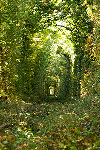 大自然的奇妙真正的爱情绿树和铁路的隧道乌黑爱大自然的奇迹图片