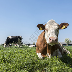 在蓝天空下的绿色草地中发现牛群靠近乌特勒希在无地内以平方形背景为农场发现牛群图片