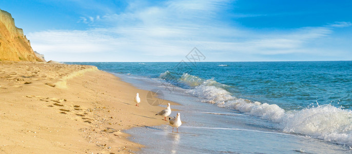 沙滩海鸥蓝天空美丽的海景宽阔照片图片