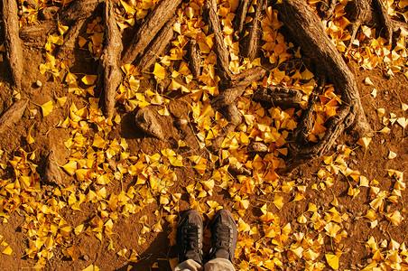 雄脚被射中在地上和树根用黄色秋叶和树根最高视野被射中色彩多的日本式东京季改变了壁纸概念图片