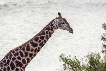 非洲南部Kruge公园的长颈鹿非洲南部Kruge公园的长颈鹿庭图片