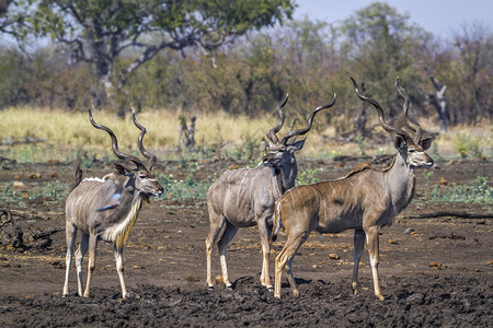 南非洲Kruge公园的大库杜非洲南部Kruge公园的大库杜非洲南部Bovidae的Spcitraglphustrepico家庭图片