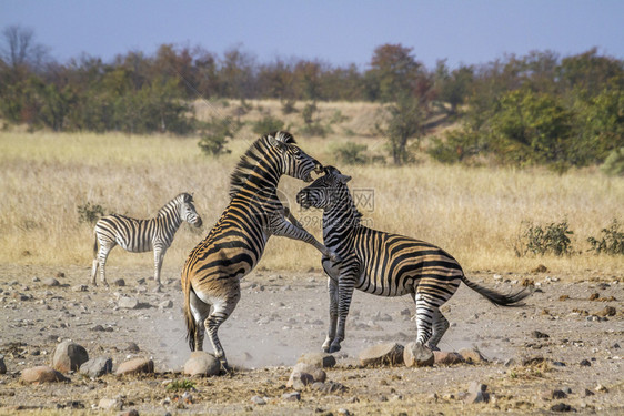 非洲南部Kruge公园中的平原斑马非洲南部Kruge公园中的平原斑马图片
