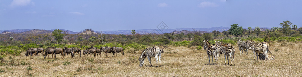 南非洲Kruge公园非洲南部Kruge公园Cpetiqusigabncheli和onhaetsurins图片