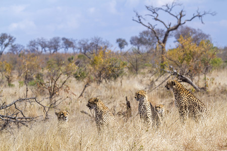 Felida的flida家庭非洲南部Kruge公园猎豹图片