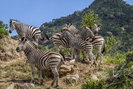 非洲南部Kruge公园岩石上的一小群平原斑马非洲南部Kruge公园中的平原斑马非洲南部Kruge公园中的平原斑马图片