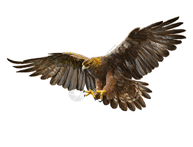 白背景插图上的金鹰俯视攻击手画和油漆颜色图片