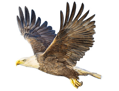 秃头鹰白背景插图上的手画和油漆颜色背景