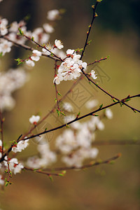 春樱花粉红色樱杏仁图片