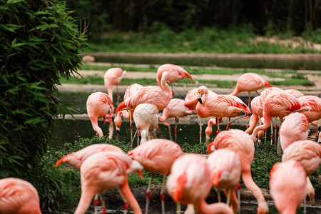 一群在池塘中狩猎的粉红火烈鸟城市绿化洲动物园中的火烈鸟在池塘中狩猎的粉红火烈鸟城市绿化的洲动物园中的火烈鸟图片