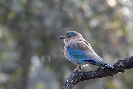 印地安滚轮coraisbenghalsi以前在本地被称为蓝鸟bluejay图片