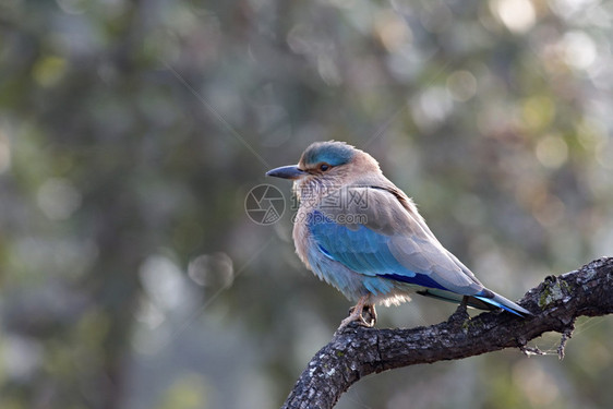 印地安滚轮coraisbenghalsi以前在本地被称为蓝鸟bluejay图片