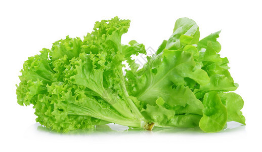 白色背景的绿橡皮生菜图片