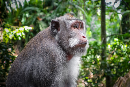 猴子在神圣的猴子森林乌布巴厘岛印度尼西亚猴林中的猴子乌布巴厘岛印度尼西亚图片