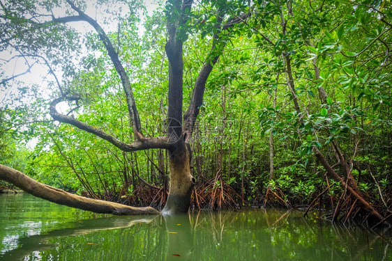 泰河沿岸邦汉加湾的红树林沼泽图片