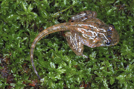atdpole又称花粉poliwag或poliwg是两栖动物生命周期中完全水生幼虫阶段这是inda青蛙安布利马哈拉施特mahrs图片