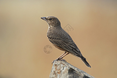 在露天的平原国度和在马哈拉施特邦的低岩丘中发现了一只地鸟图片